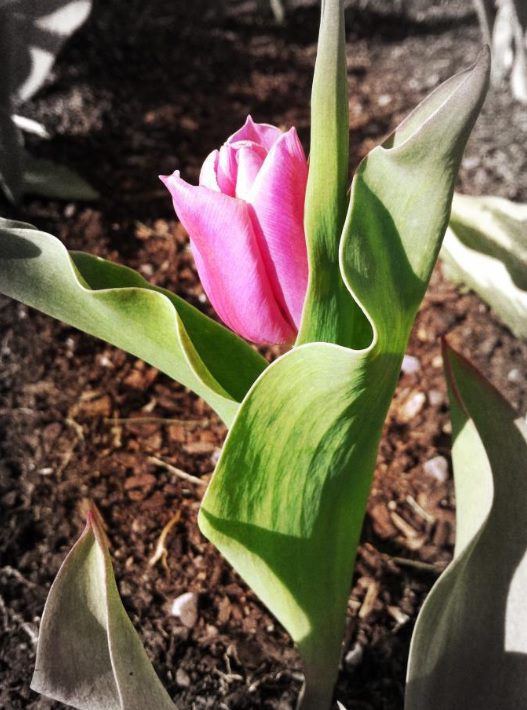 May Day... - tulip c