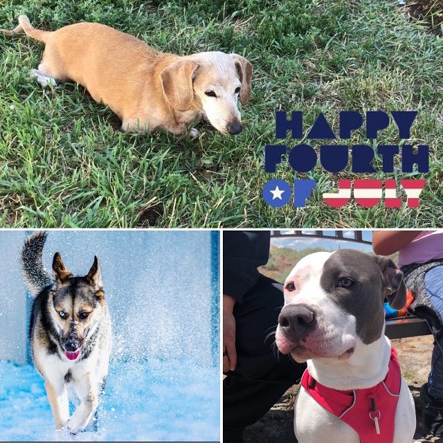 All American Pet Photo Day... - Pet Collage 01